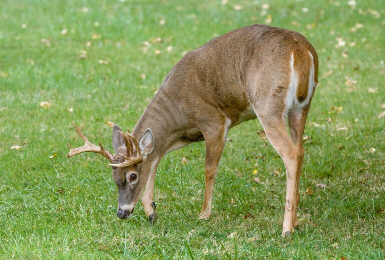 Michigan Confirms Chronic Wasting Disease