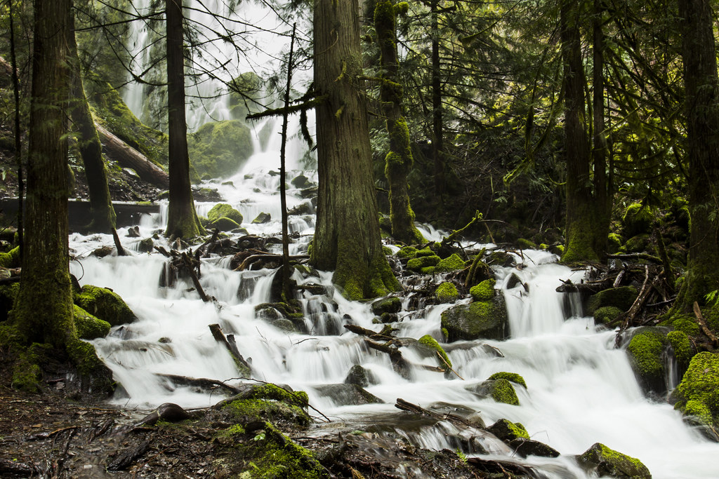 Waterfall and creek in a forest