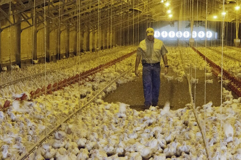 Chickens at a poultry farm